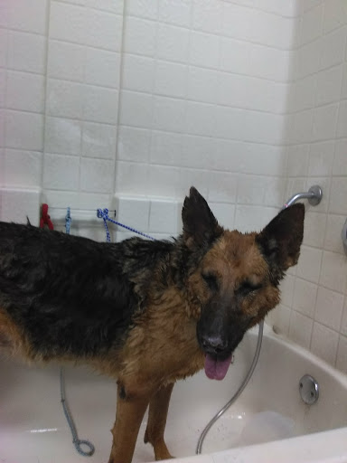 Pet Supply Store «Cats and Dogs - Pet Supplies & Grooming», reviews and photos, 2833 Hyperion Ave, Los Angeles, CA 90027, USA