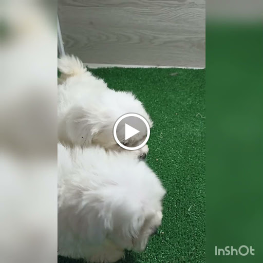 Peluquería Canina Carlos - Badajoz