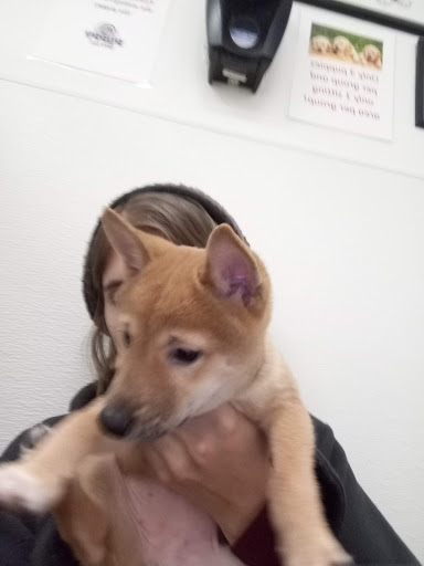 Pet Store «Puppy City», reviews and photos, 3343 Valley Pike, Winchester, VA 22602, USA