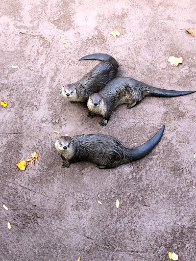 Amusement Park «Ober Gatlinburg», reviews and photos, 1001 Parkway #2, Gatlinburg, TN 37738, USA