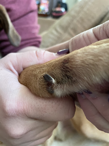 Pet Supply Store «PetSmart», reviews and photos, 1072 Bullsboro Dr, Newnan, GA 30265, USA