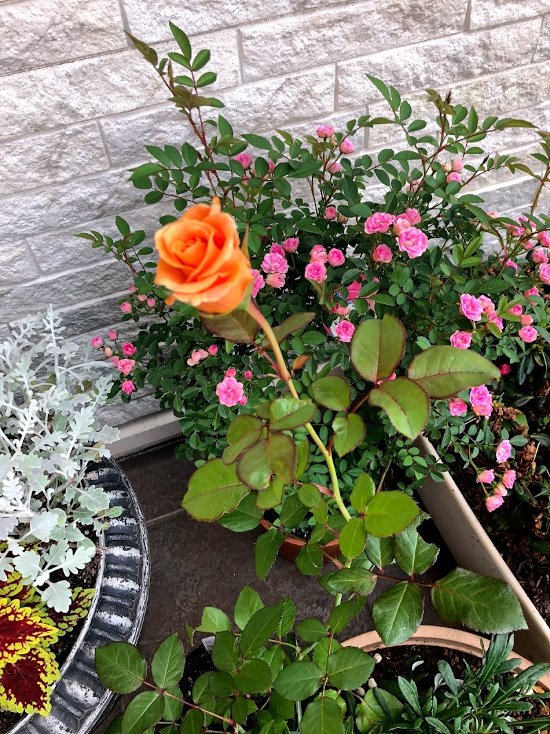 渡辺生花店 茨城県日立市日高町 花屋 花 グルコミ