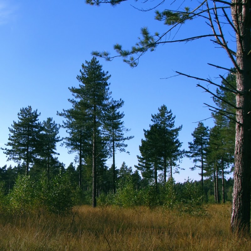 Veluwe Natuurgids