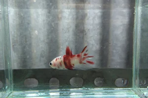 Double Star Betta (Jual Ikan Cupang) image