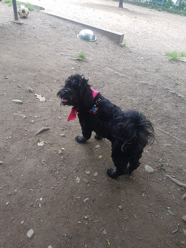 Dog Park «Forest Park Dog Run», reviews and photos, 8445 Park Ln S, Woodhaven, NY 11421, USA