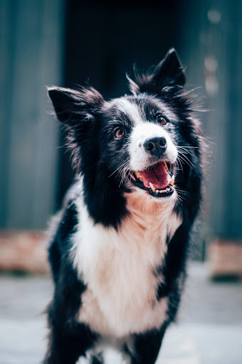 The Veterinary Behavior Center image