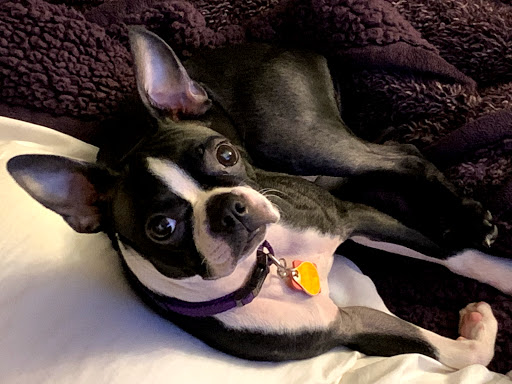 Pet Supply Store «Petco Animal Supplies», reviews and photos, 8010 Wedgewood Ln N, Maple Grove, MN 55369, USA