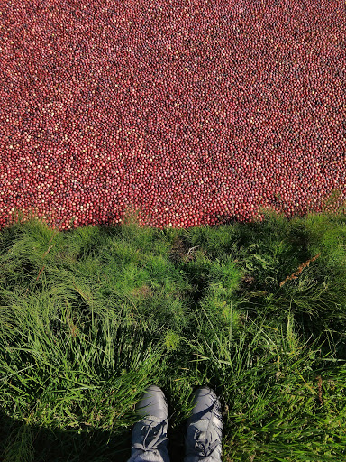 Museum «Cranberry Museum», reviews and photos, 2907 Pioneer Rd, Long Beach, WA 98631, USA