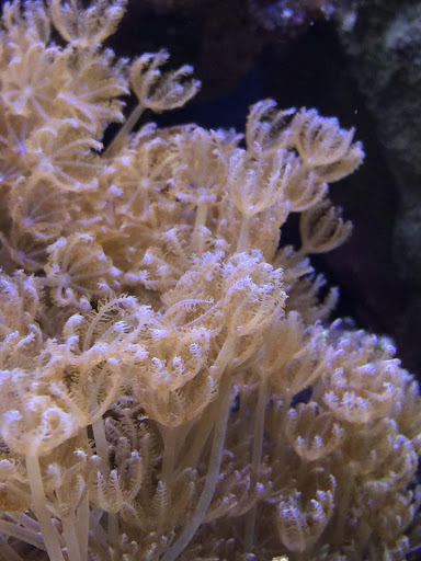 Pet Store «Tanks A Lot Aquariums», reviews and photos, 6680 Lantana Rd, Lake Worth, FL 33467, USA