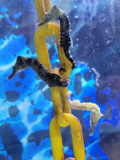 Tropical Fish Store «Best Fish», reviews and photos, 1335 N Doctor M.L.K. Dr, Milwaukee, WI 53212, USA