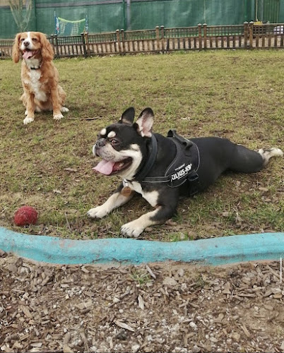 Doggyland Park - Dog trainer