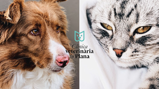 Clínica Veterinaria La Plana en Tona