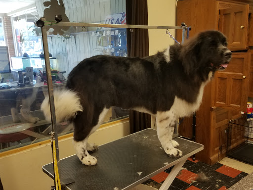Pet Groomer «Tidy Dog Pet Supply & Salon», reviews and photos, 2612 Lebanon Pike A, Nashville, TN 37214, USA