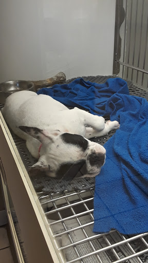 Pet Store «Puppies N Love», reviews and photos, 7700 W Arrowhead Towne Center, Glendale, AZ 85308, USA