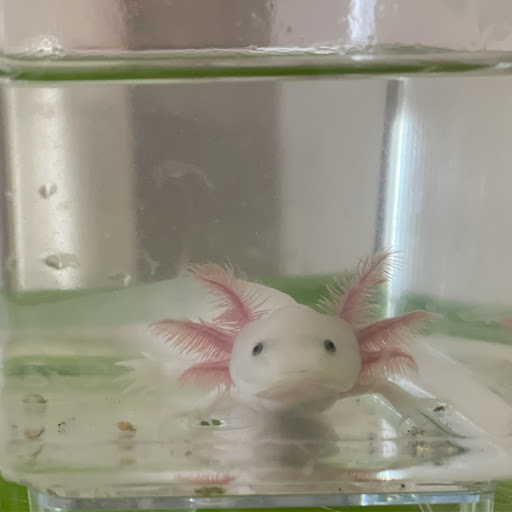 Pet Store «Seven Seas Pet Store», reviews and photos, 248 E 3rd St, Jasper, IN 47546, USA