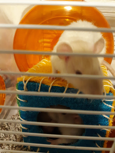 Pet Store «Windy City Pet Store», reviews and photos, 1660 N 4th St m, Laramie, WY 82072, USA