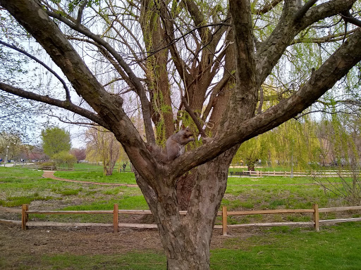 Park «Winnemac Park», reviews and photos, 5100 N Leavitt St, Chicago, IL 60625, USA