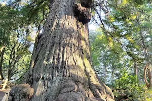 Methuselah Tree (Sequoia sempervirens) image