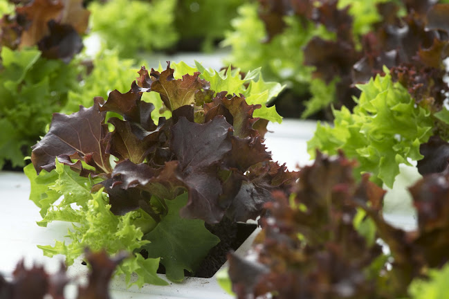 Rezensionen über FORSTER Salatgarten AG in Olten - Supermarkt