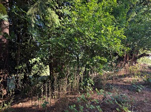 Centennial Park - photo 20