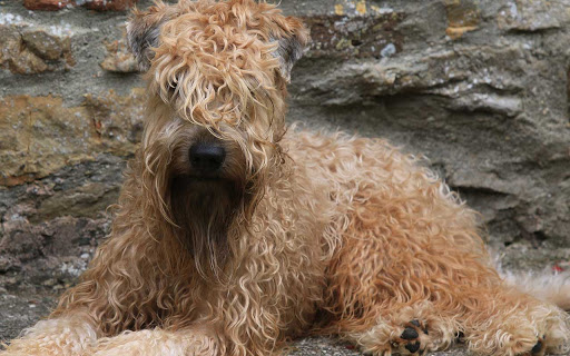 Silverluka Soft-Coated Wheaten Terriers