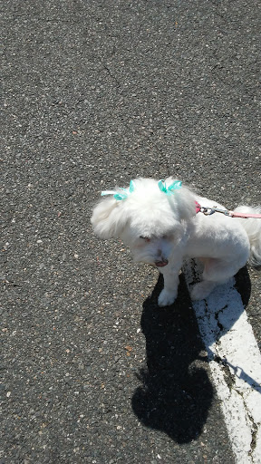 Pet Supply Store «Pet Valu», reviews and photos, 1601 Willow Lawn Dr #301C, Richmond, VA 23230, USA