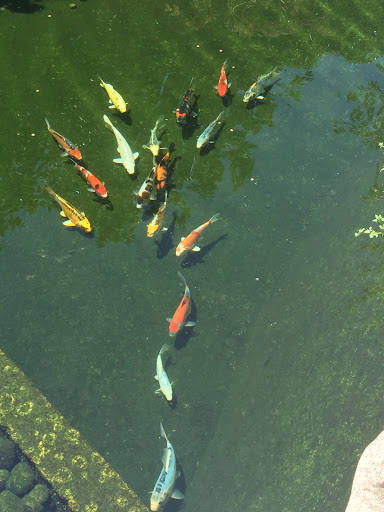 Cali Koi image