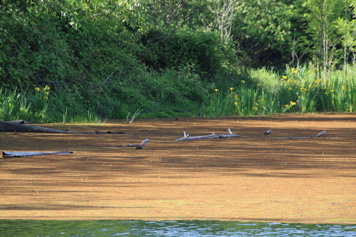 Nature Preserve «Smith and Bybee Wetlands Natural Area», reviews and photos, 5300 N Marine Dr, Portland, OR 97203, USA
