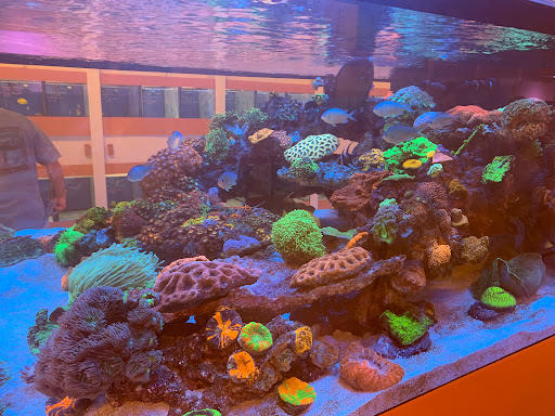 Tropical Fish Store «Nemo Aquarium», reviews and photos, 1560 Indian Trail Rd #106, Norcross, GA 30093, USA