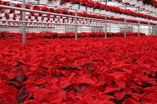 Garden Center «Blooms at Belle Mead», reviews and photos, 1980 US-206, Belle Mead, NJ 08502, USA