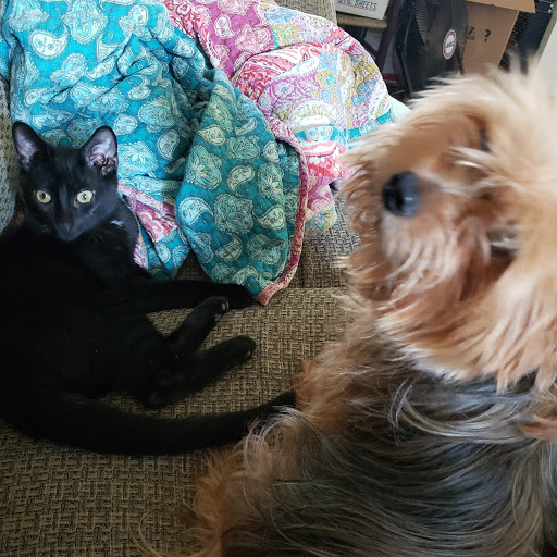 Pet Supply Store «Pet Valu», reviews and photos, 28 Spencer Plain Rd, Old Saybrook, CT 06475, USA