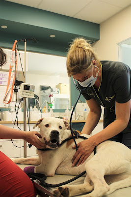 CABINET VETERINAIRE LA DIVETTE à Les Pieux