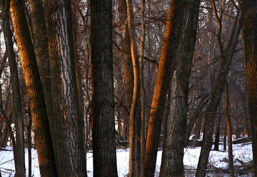 Nature Preserve «Westwood Hills Nature Center», reviews and photos, 8300 W Franklin Ave, St Louis Park, MN 55426, USA