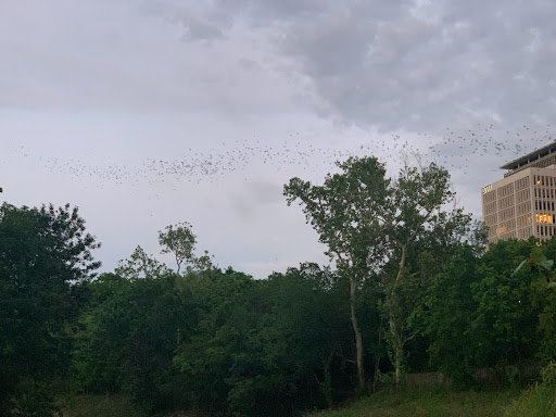 Tourist Attraction «Waugh Drive Bat Colony», reviews and photos, Waugh Dr, Houston, TX 77002, USA