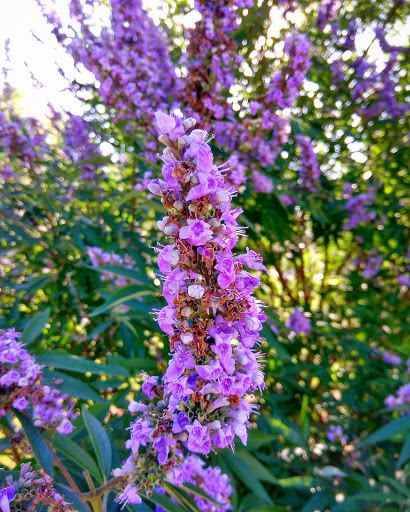 Park «Midway Park», reviews and photos, 615 N Main St, Euless, TX 76039, USA