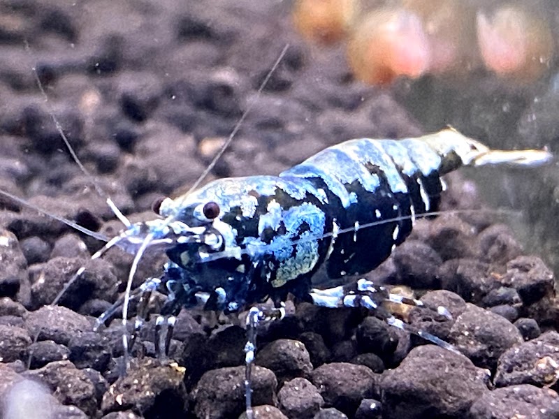 真雅えび 熊本県八代市若草町 熱帯魚店 グルコミ