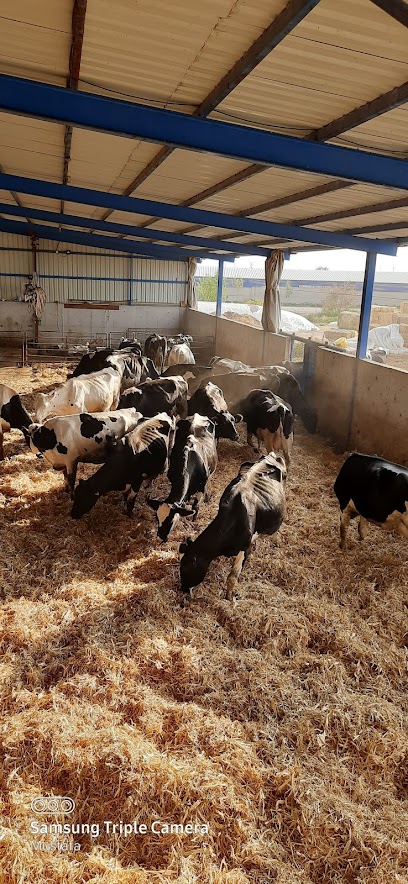 CYN Hayvancılık Et & Süt Üretim Çiftliği