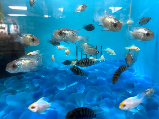 Pet Supply Store «Neighborhood Pet Shop», reviews and photos, 574 Hialeah Dr, Hialeah, FL 33010, USA