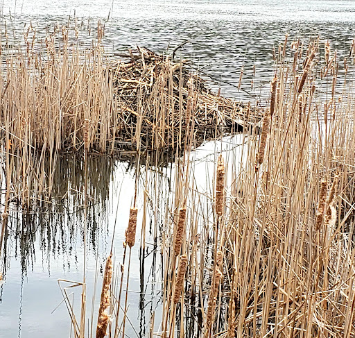 Nature Preserve «Asylum Lake Preserve», reviews and photos, 3836 S Drake Rd, Kalamazoo, MI 49008, USA