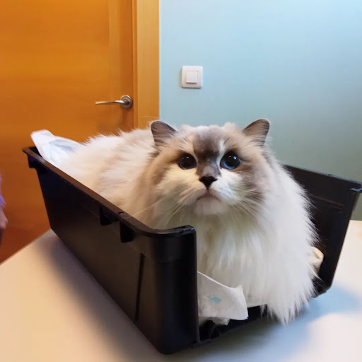 Centro Veterinario Siete Vidas en Valladolid