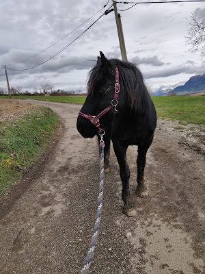 Élevage du Percy (ferme des Pravières) à Le Monestier-du-Percy