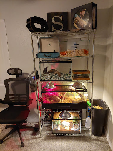 Pet Store «CUSTOM CREATURES PET SHOP», reviews and photos, 10727 N 19th Ave, Phoenix, AZ 85029, USA