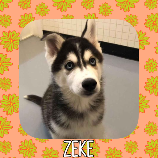 Pet Store «Pet Express», reviews and photos, 250 Granite St, Braintree, MA 02184, USA