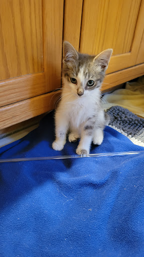 Pet Supply Store «Tams Pet Foods & Supplies», reviews and photos, 19305 Vanowen St, Reseda, CA 91335, USA