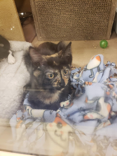 Pet Supply Store «PetSmart», reviews and photos, 4642 Lebanon Pike, Hermitage, TN 37076, USA