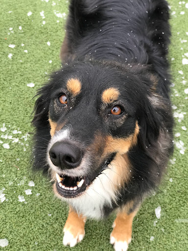 Pet Store «Happy, Clean and Smart», reviews and photos, 5700 W Kilgore Ave, Muncie, IN 47304, USA