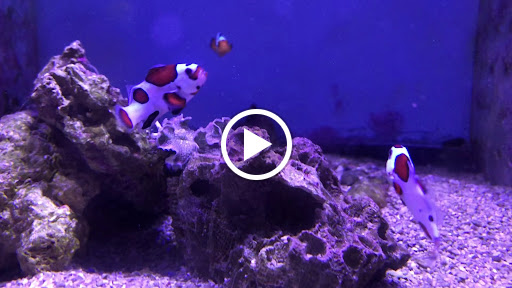 Tropical Fish Store «Ocean Gallery», reviews and photos, 980 US-22, North Plainfield, NJ 07060, USA
