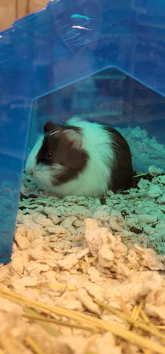 Pet Supply Store «PetSmart», reviews and photos, 2940 Chapel Hill Rd, Douglasville, GA 30135, USA