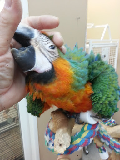 Bird Shop «Paterson Bird Store», reviews and photos, 13 Furler St # 1, Totowa, NJ 07512, USA