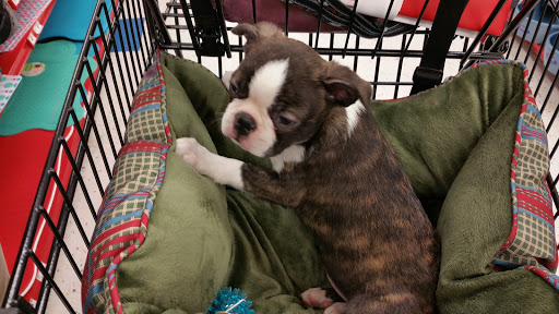 Pet Supply Store «Petco Animal Supplies», reviews and photos, 1090 Fort Union Blvd, Midvale, UT 84047, USA